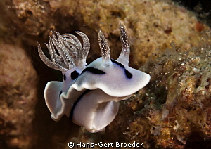 Chromodoris nudibranch
Bunaken,Sulawesi,Indonesia, Bunak... by Hans-Gert Broeder 